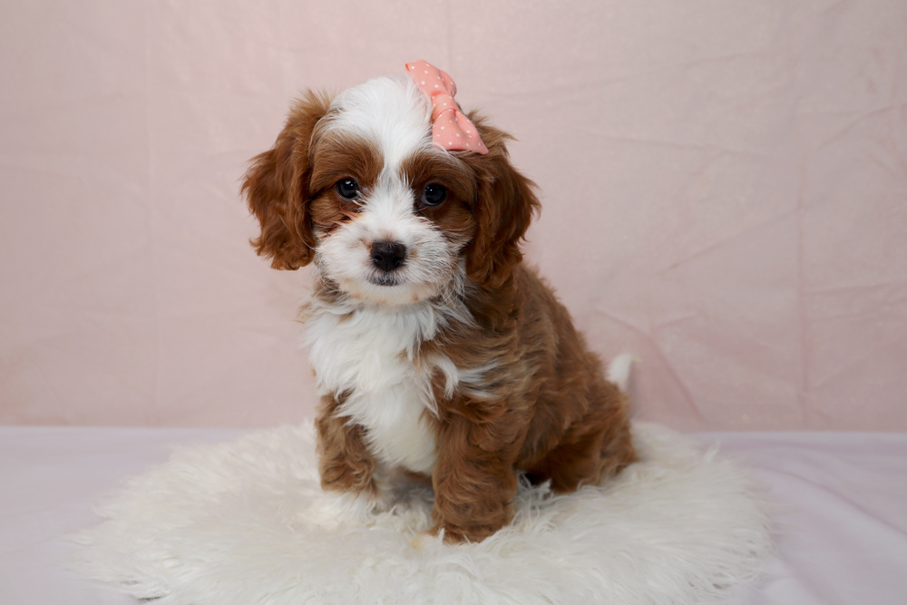Brown and white Cavalier puppy with a pink bow sits on a fluffy white rug against a soft pink background.
