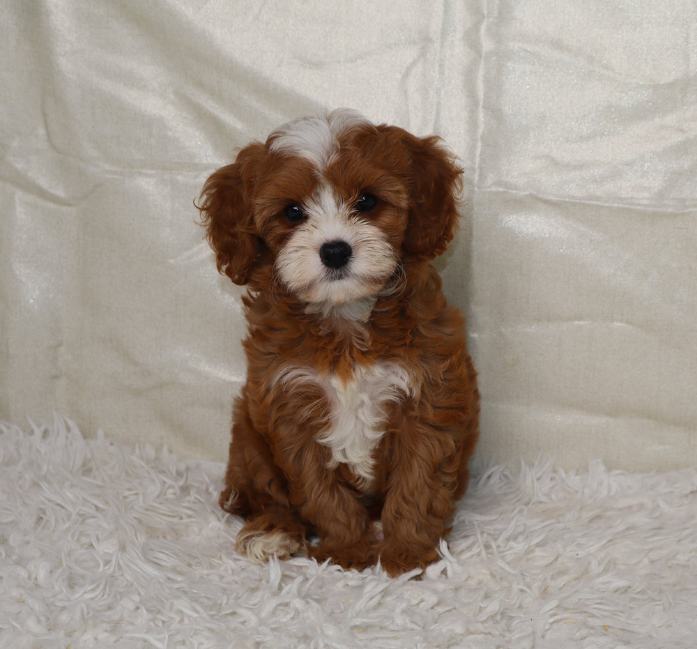 Fluffy brown and white puppy sitting on a white shag rug, looking at the camera.