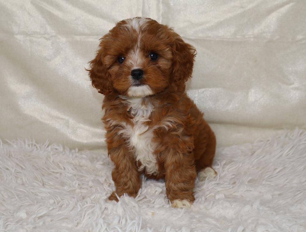 Cute brown fluffy puppy with white chest sitting on a white rug, looking at the camera.
