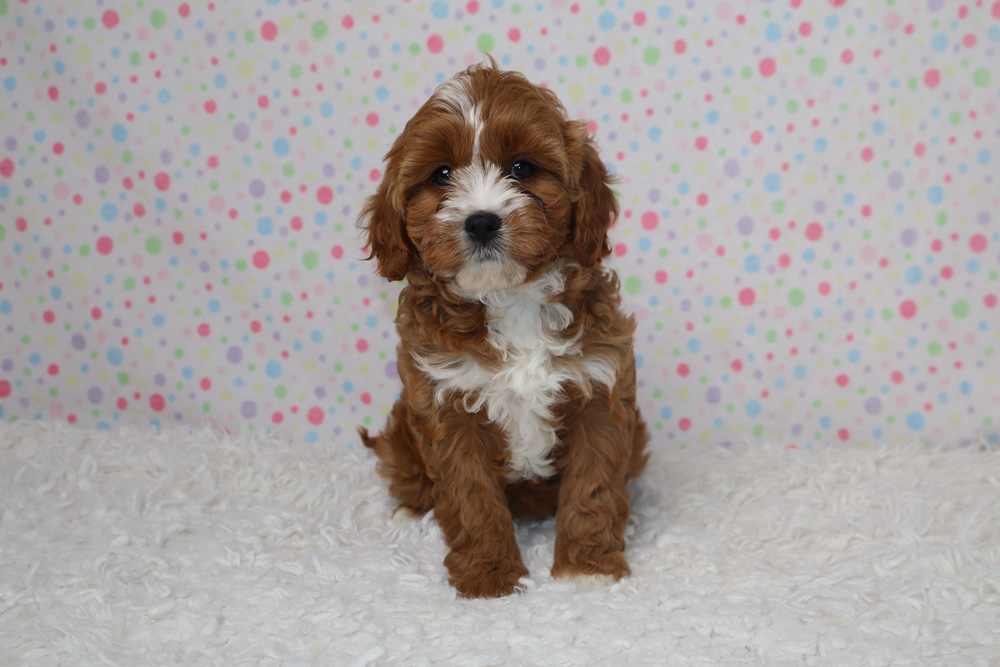 Fluffy brown and white puppy sitting on a white rug with a pastel polka-dot backdrop?