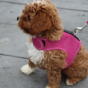 Cavapoo puppy wearing a pink harness and leash